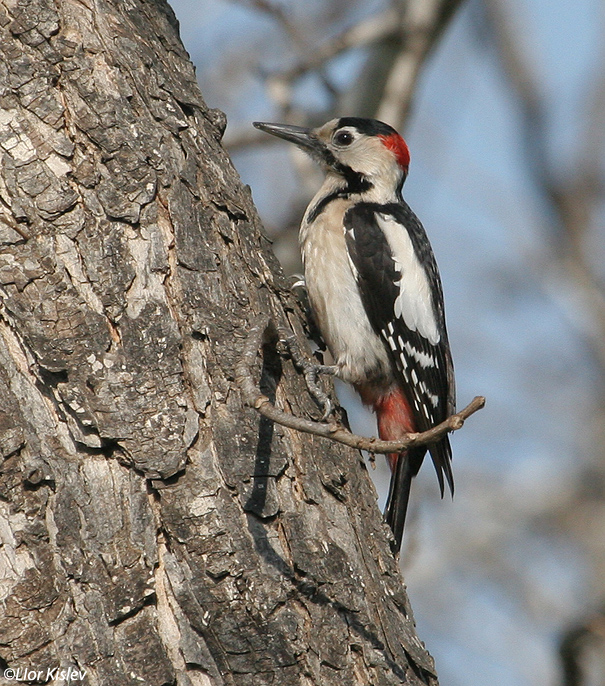 נקר  סורי Syrian Woodpecker Dendrocopos syriacus                                   פרדס חנה פברואר 2007